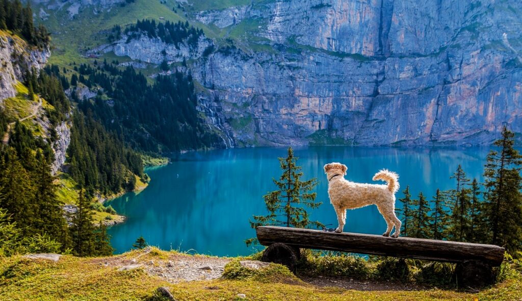 Can you travel to Switzerland with a dog