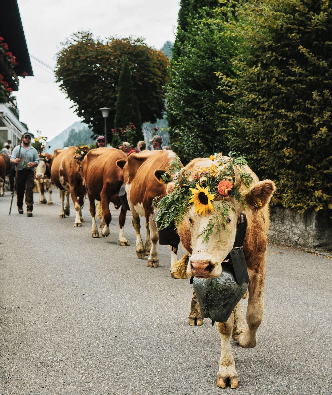 How do the Swiss celebrate cow parade