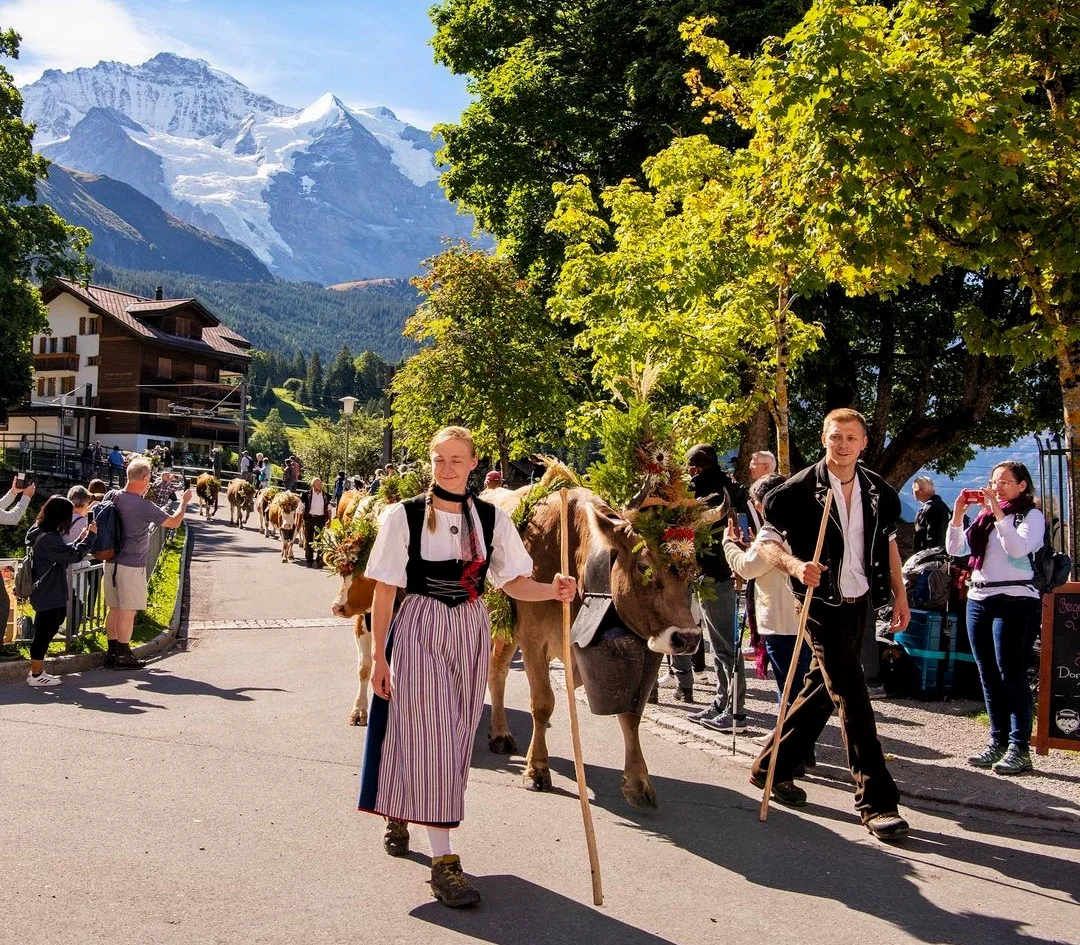 Swiss cow parade