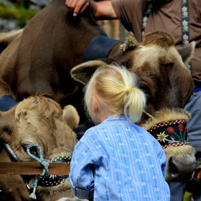 Things to do during cow parade