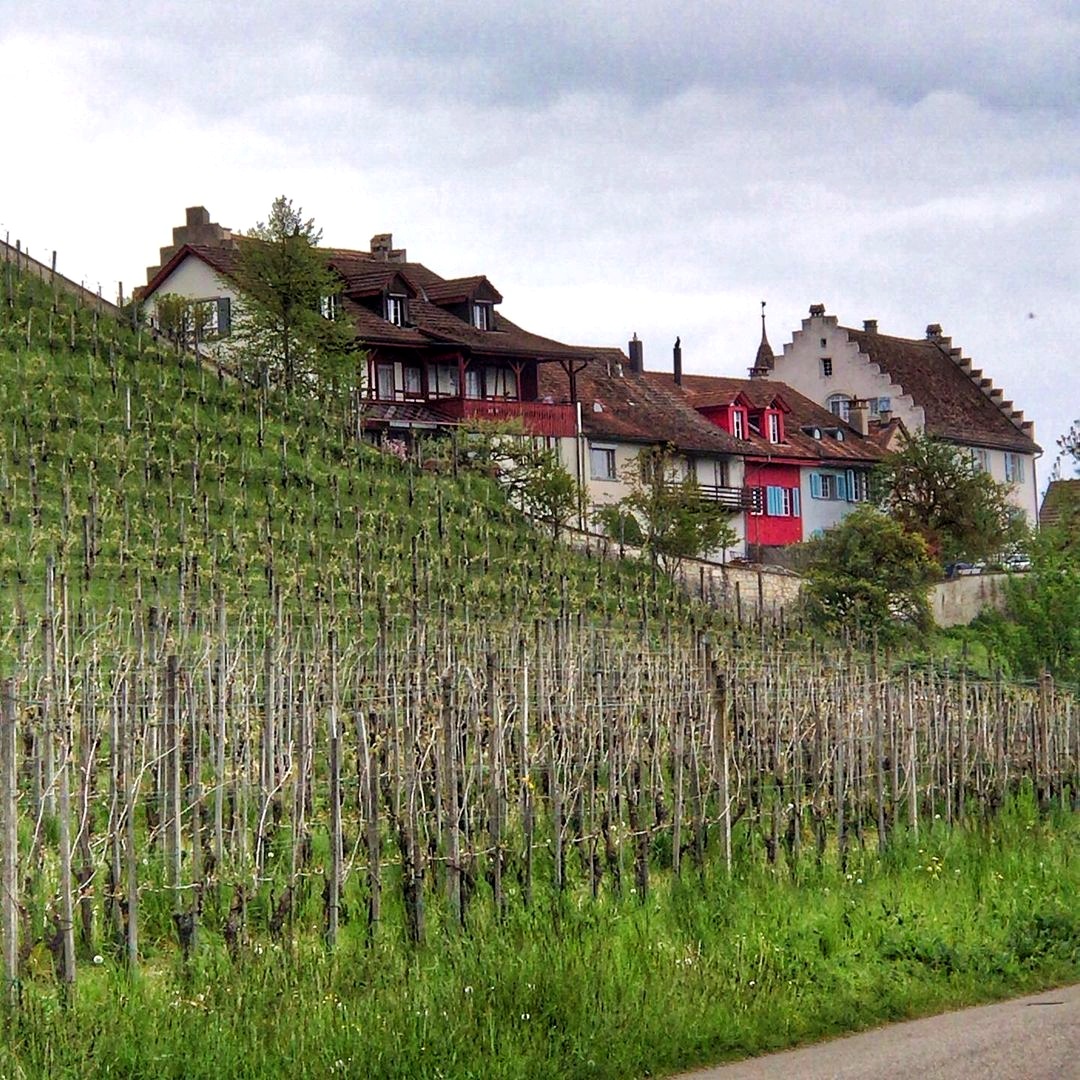 vineyards of Marthalen